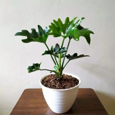 Philodendron