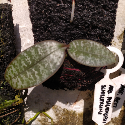 Phalaenopsis Schilleriana Orchid Seedlings