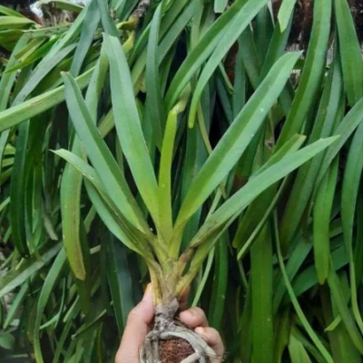Foxtail Orchid Rhynchostylis Retusa